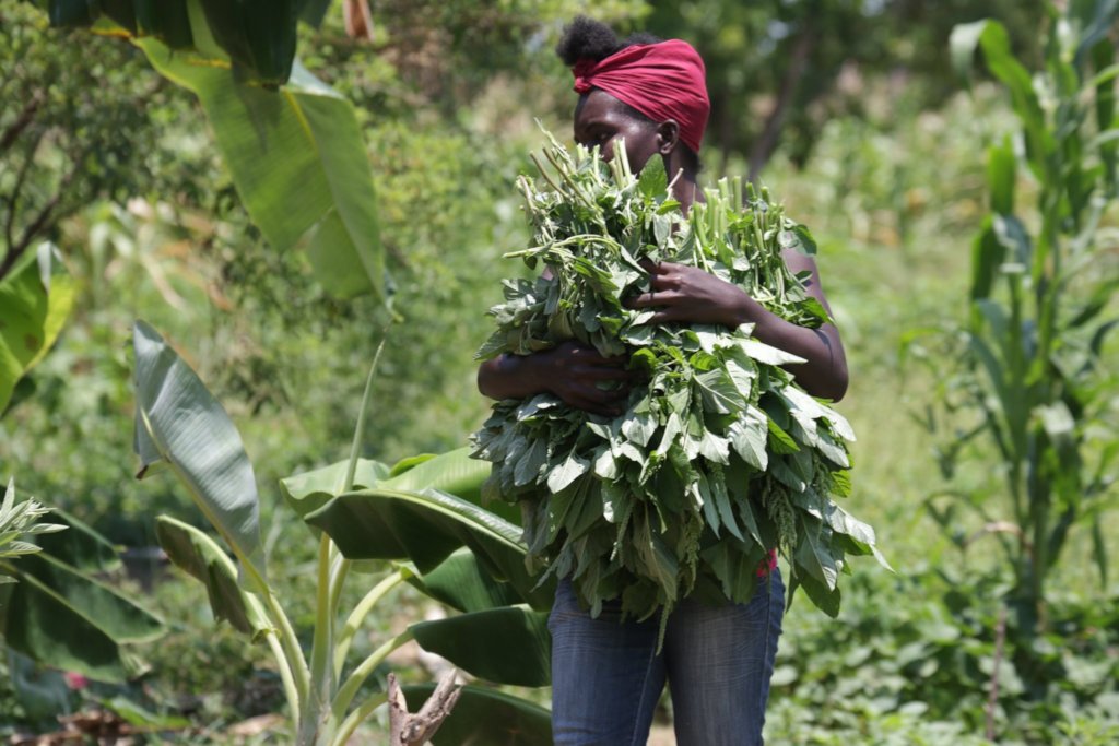 Spinach being harvested