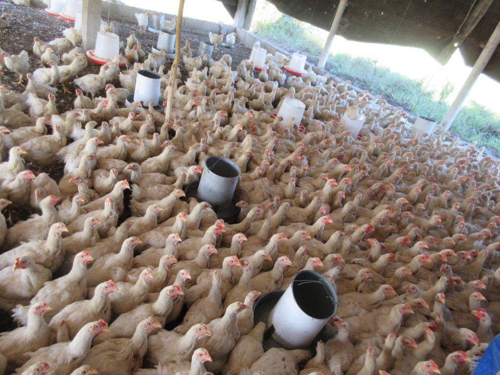 Emergency Seed Bank to avert famine in Haiti.