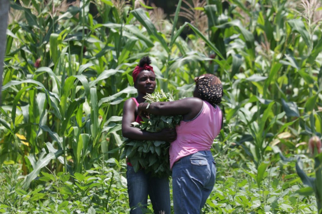 Emergency Seed Bank to avert famine in Haiti.