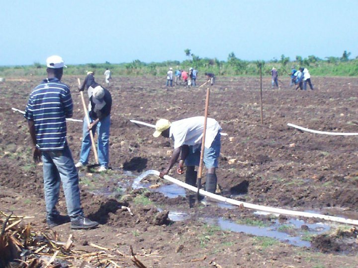 Emergency Seed Bank to avert famine in Haiti.