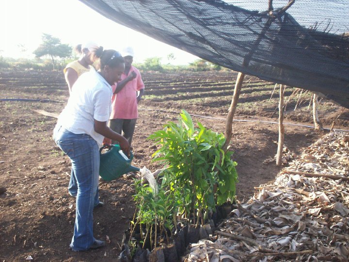 Emergency Seed Bank to avert famine in Haiti.