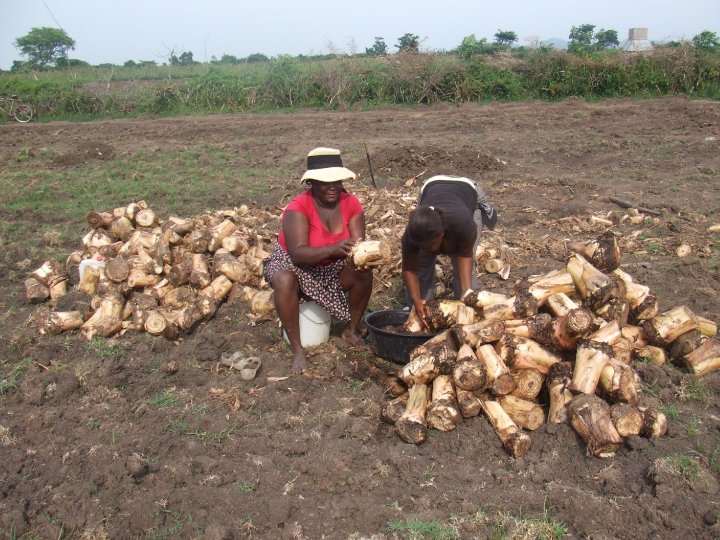 Emergency Seed Bank to avert famine in Haiti.