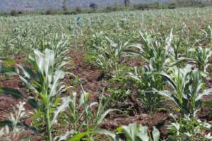 Corn and Yuca Field in Pister, Limonade
