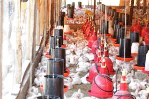 Poultry Farm in Limonade