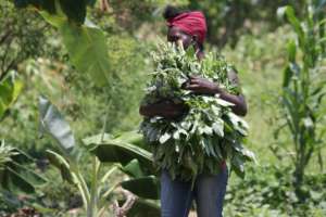 Spinach being harvested