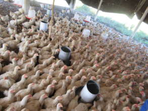 Women-owned chicken farm