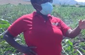 Emergency Seed Bank to avert famine in Haiti.