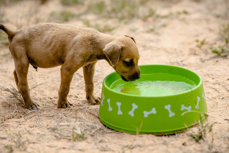 Keep dogs from Starvation during Covid-19 in SA