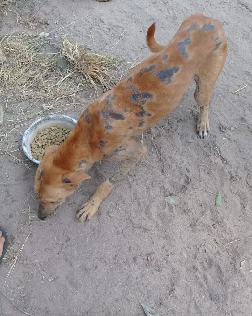 Keep dogs from Starvation during Covid-19 in SA