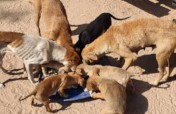 Keep dogs from Starvation during Covid-19 in SA