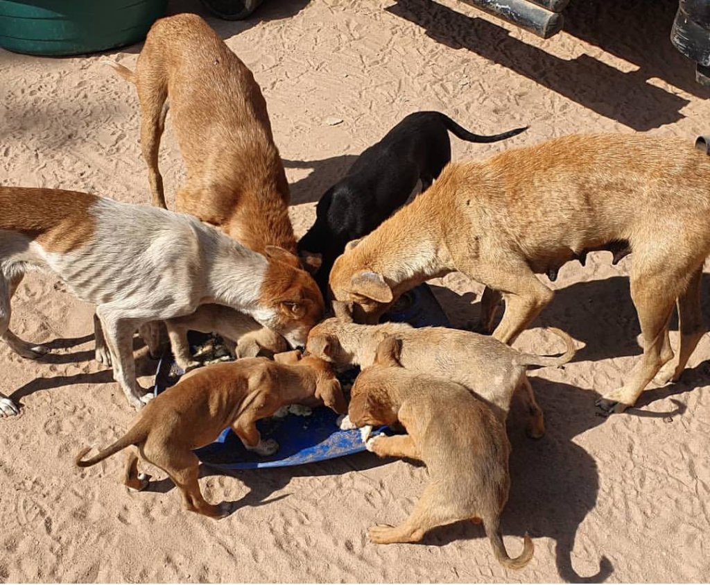 Keep dogs from Starvation during Covid-19 in SA