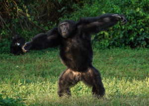 A happy chimp at feeding time on Ngamba Island
