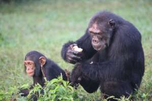 Baluku enjoying Casava during one of the feeding