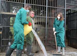 Caregivers cleaning the chimp facility