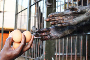 A chimpanzee receiving eggs from a caregiver