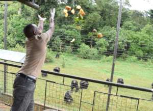 Caregiver distributes chimp food at feeding time