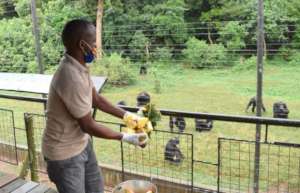 Chimpanzee feeding