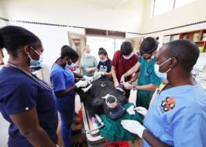 Chimpanzee Undergoing health Examination