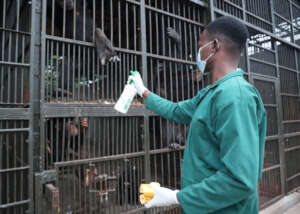 Chimpanzee wound medication