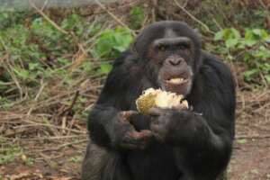 chimpanzee eating away