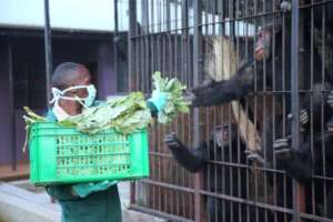 Feeding chimps
