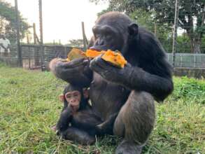 Billi enjoying a Pawpaw during one of the feedings