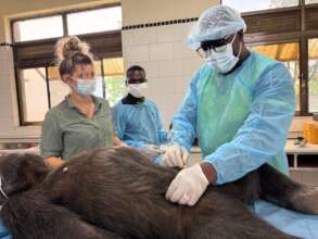 Chimpanzee health checks at Ngamba