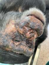 Okech after stitching a traumatic facial wound.