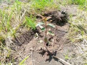 Seedlings planted are monitored over at least 2yrs