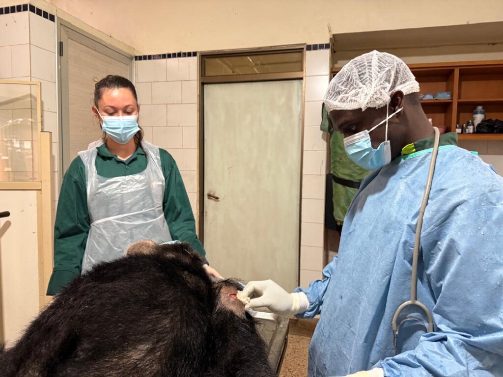 Resident Vet and volunteer stitching Kalema.