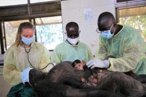 chimpanzee health checks