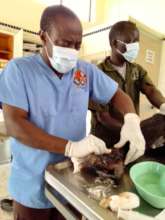 A vet treats a chimp on Ngamba Island