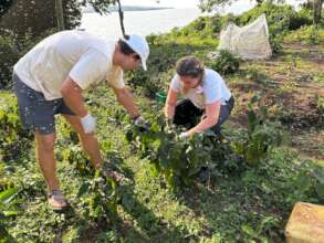 Volunteers, Abigail and Will harvesting egg plants