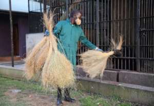 Hay being given to chimpanzees to make nests