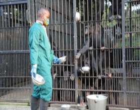 Chimpanzee feeding
