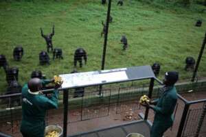 Caregivers serving a meal to chimpanzees.