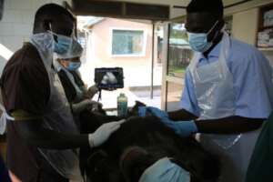 Chimpanzee examination during the health checks.
