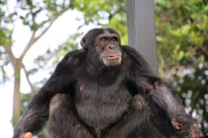 Asega before his demise.