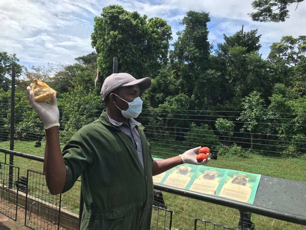 Support  orphaned and wild Chimpanzees in Uganda