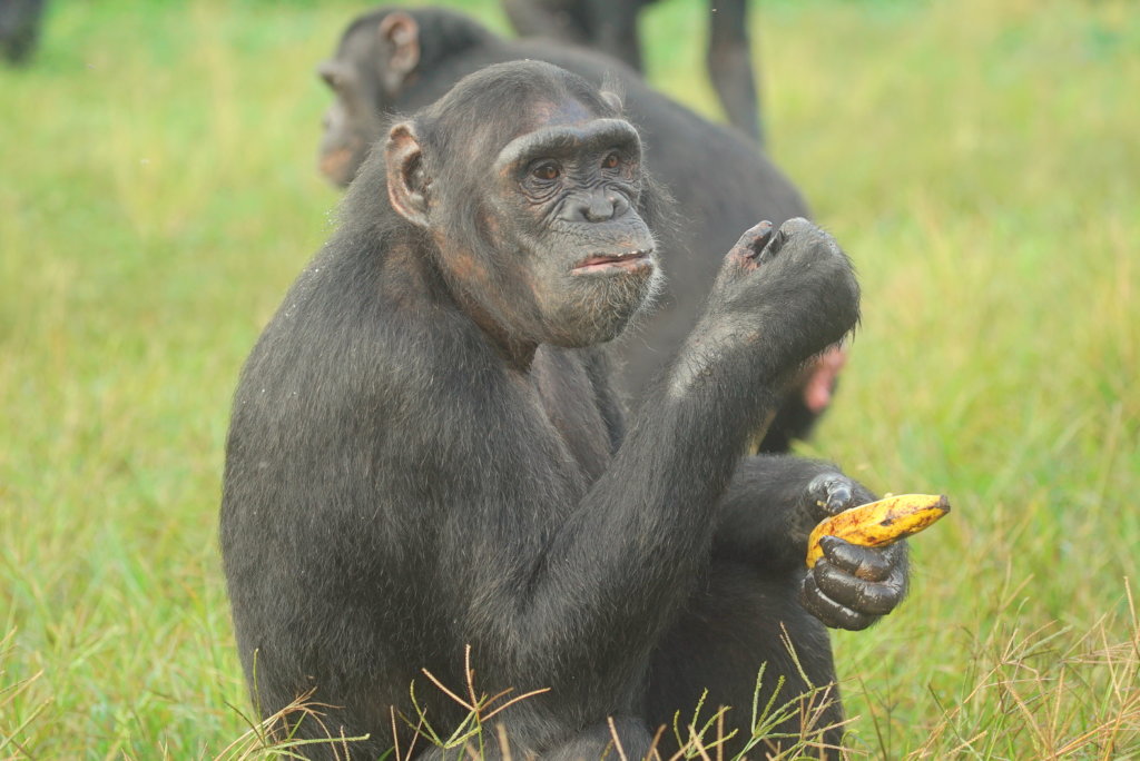 Safe Habitant for the chimpanzees