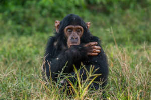 A safe home for orphaned and rescued chimpanzees
