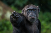 Support  orphaned and wild Chimpanzees in Uganda