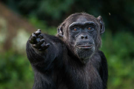 Support  orphaned and wild Chimpanzees in Uganda