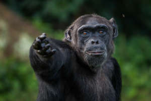 Support  orphaned and wild Chimpanzees in Uganda