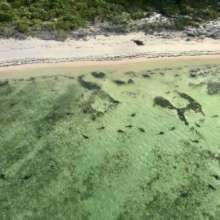 Anegada sharks