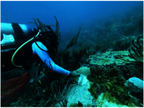 Stony Coral Tissue Loss Disease- antibiotic paste