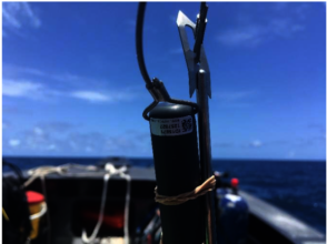 Shark tag