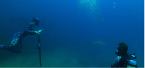 Shark tagging underwater