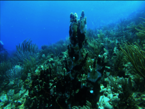 Affected Pillar Coral