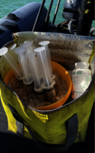 Antibiotic paste (Amoxicillin and Base2B)